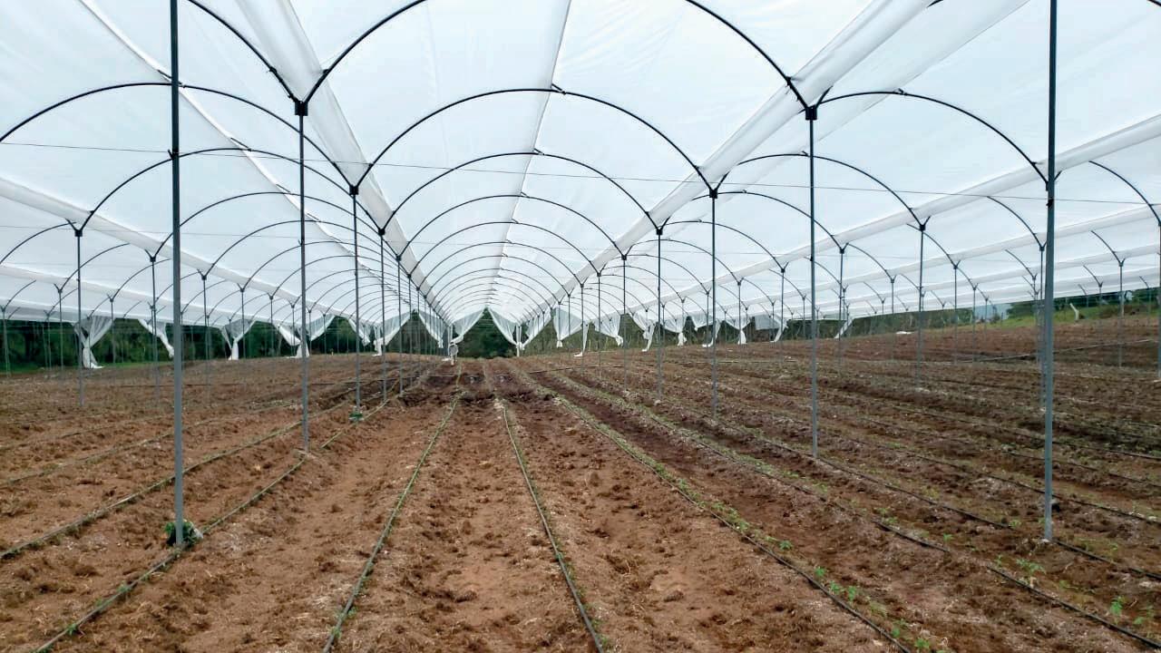 Tela prosolar en Cali