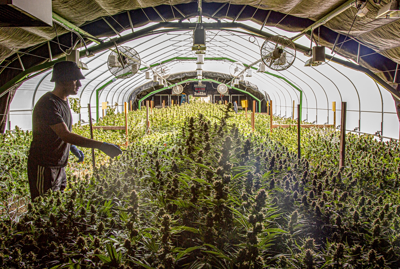 Plástico Invernadero en Cali