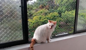 Guía Definitiva para Elegir Mallas para Gato en Balcón en Cali